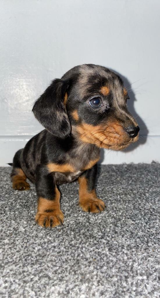 miniature dachshund gumtree